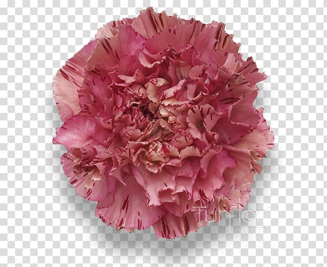 Carnation Pink Purple Lilac Magenta, burgundy flowers transparent background PNG clipart