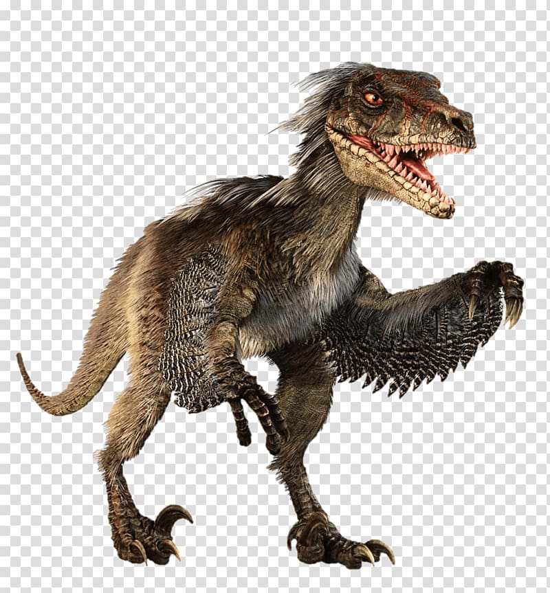 Velociraptor Feathered dinosaur Tyrannosaurus Dromaeosaurids, dinosaur transparent background PNG clipart