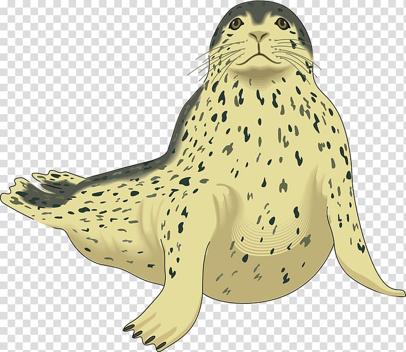 Harbor seal transparent background PNG clipart