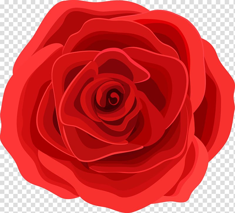 Beach rose Graphic design Flower, Red roses material transparent background PNG clipart
