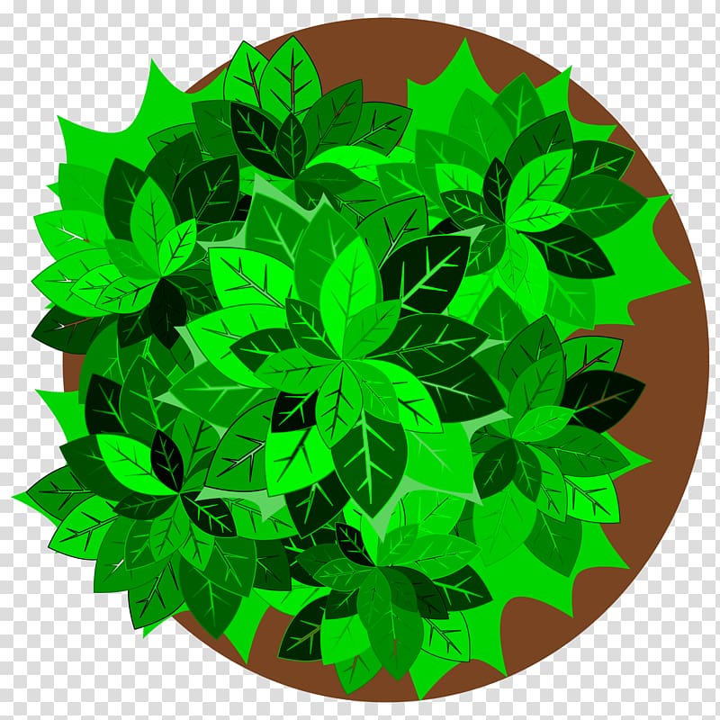 Tree Plant , tree top view transparent background PNG clipart