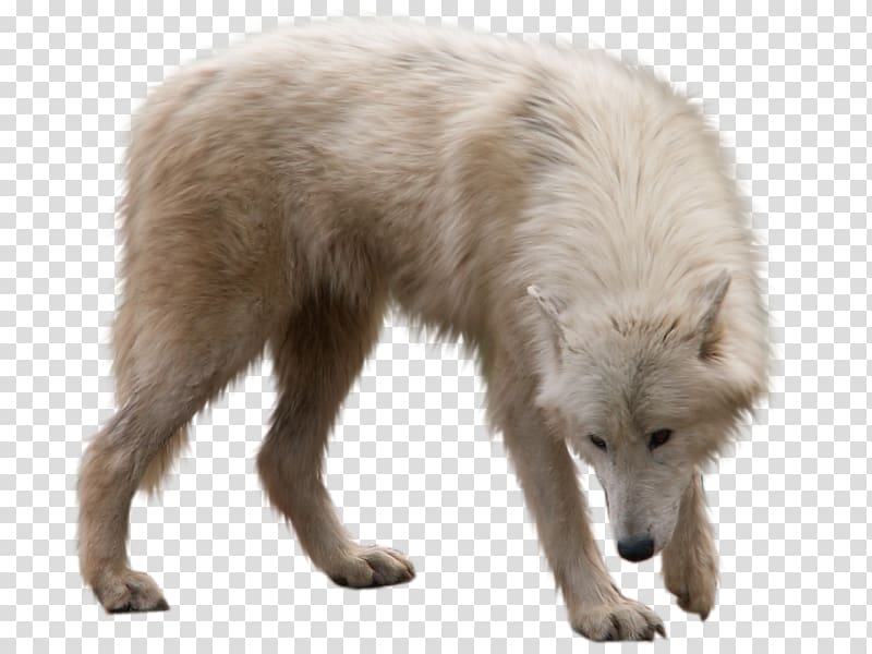 Arctic wolf Utonagan Arctic fox, arctic fox transparent background PNG ...