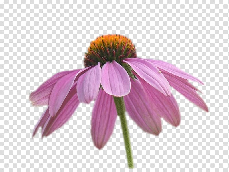 Coneflower Petal, Eed transparent background PNG clipart