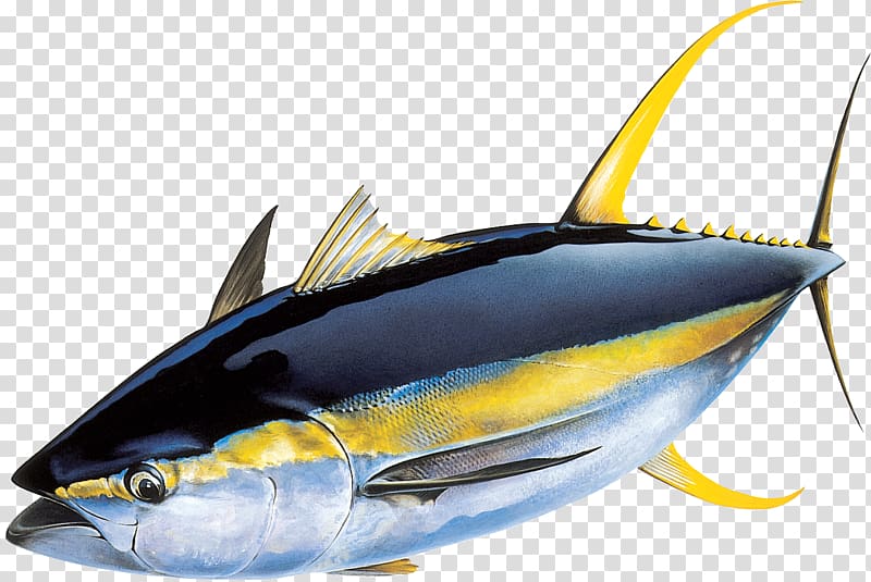 tuna illustration, Yellowfin tuna Atlantic bluefin tuna Skipjack tuna Fishing, fish transparent background PNG clipart