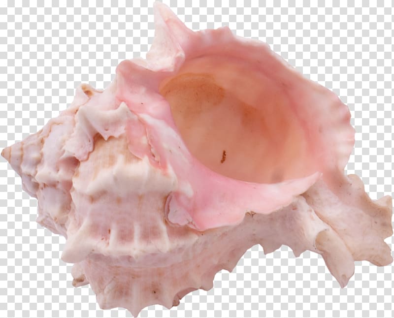 Shankha Seashell Sea snail Conch, seashell transparent background PNG clipart