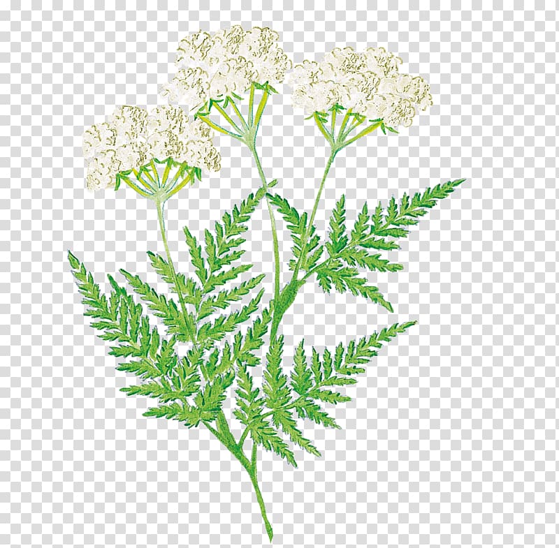 Flower Sweet cicely Plant stem Herbalism Leaf, flower transparent background PNG clipart