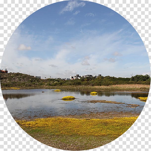 Intaka Island Water resources Wetland Salt marsh, Phragmites transparent background PNG clipart