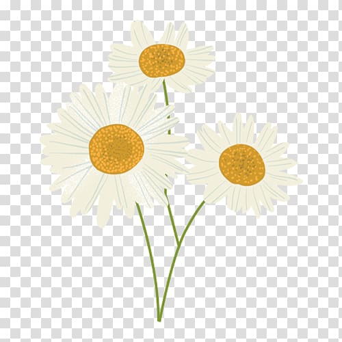 Oxeye daisy sunflower m Petal, camomille transparent background PNG clipart
