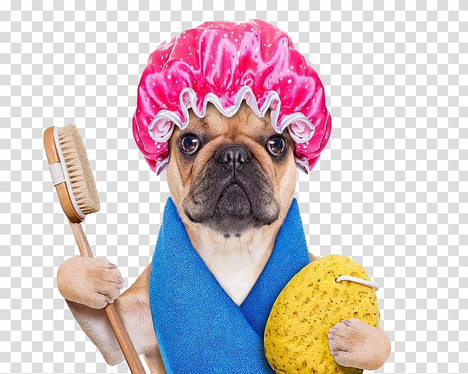 fawn Pug wearing shower cap, Dog Hot tub Swimming pool Bathtub Towel, Cute Funny Animals Personnel Bath Dogs transparent background PNG clipart