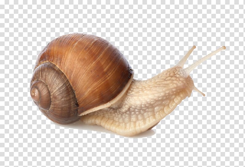 Gastropods Snail , Snail transparent background PNG clipart