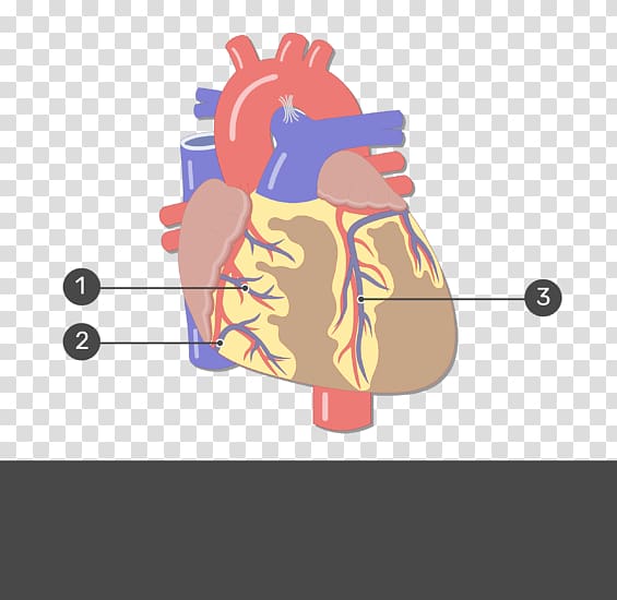 Human anatomy Heart Circulatory system Human body, heart transparent background PNG clipart