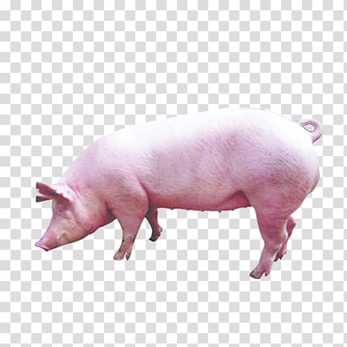 Pig Live, pig transparent background PNG clipart