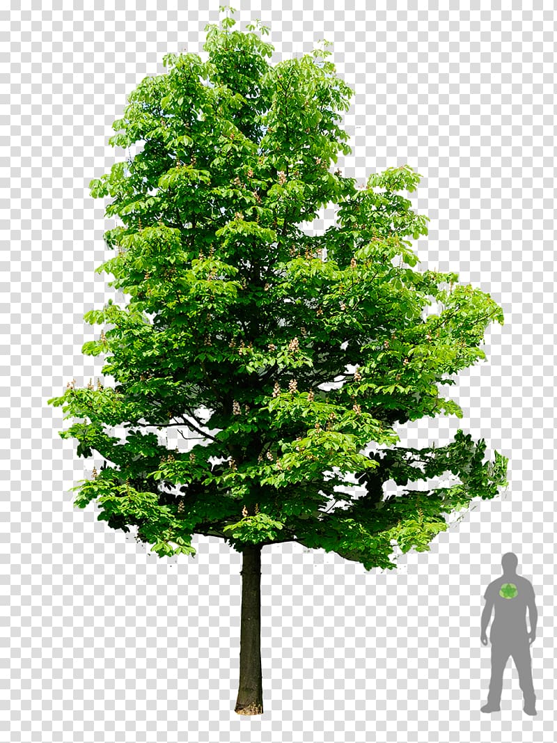 green tree illustration on blue background, European horse-chestnut Tree Oak Architecture, rhododendron transparent background PNG clipart