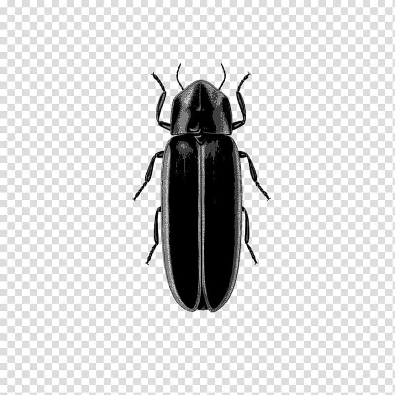 Insect West Lafayette Logansport Indianapolis Firefly, firefly transparent background PNG clipart