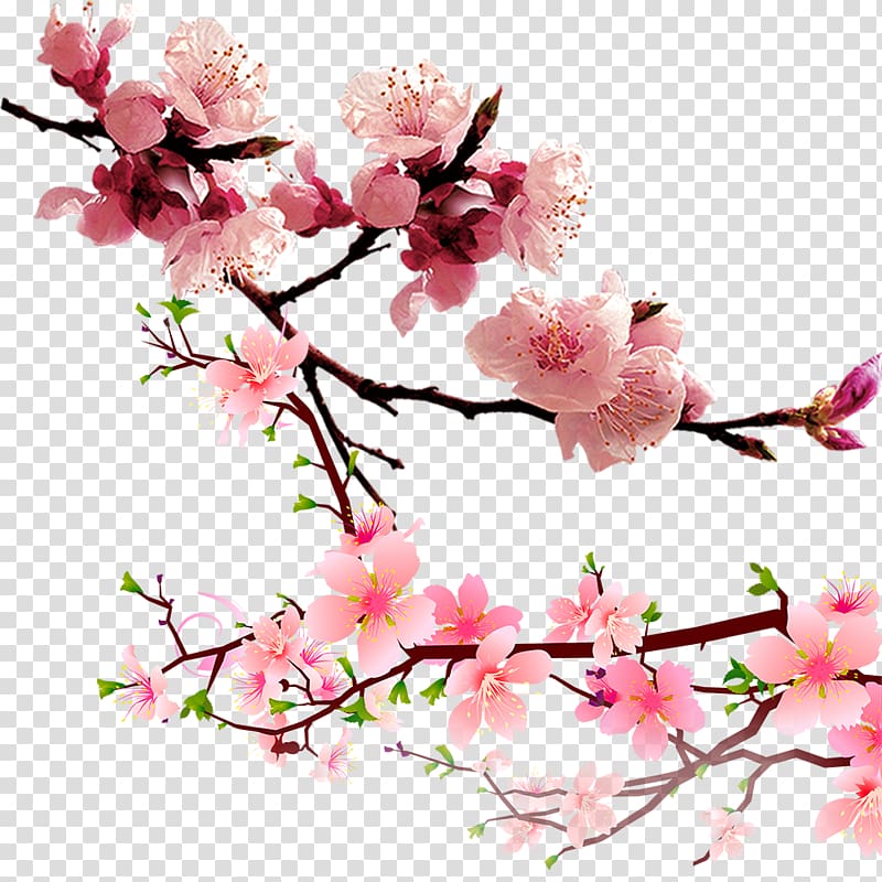 Raster graphics Computer file, Peach blossom material transparent background PNG clipart