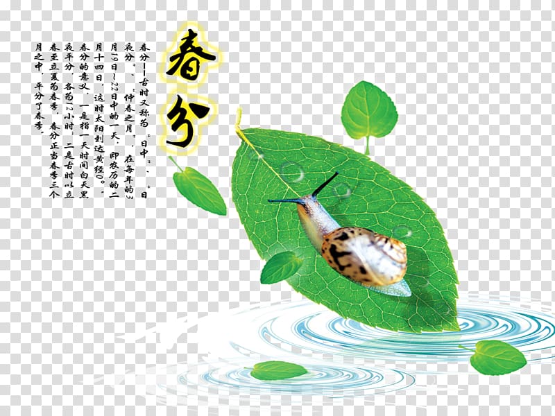 Chunfen Spring Illustration, Spring section of the spring cents transparent background PNG clipart