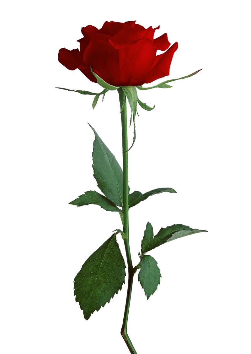 Rose , Rose transparent background PNG clipart