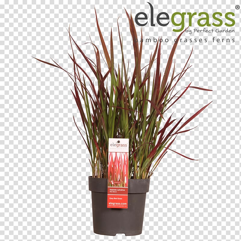 Ornamental grass Japanese sedge Carex hachijoensis Chinese fountain grass Flowerpot, plant transparent background PNG clipart