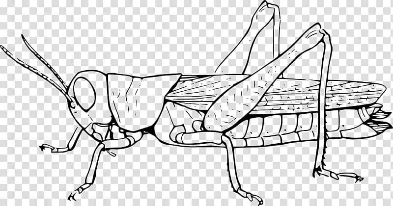 Insect The Ant and the Grasshopper Locust , insect transparent background PNG clipart