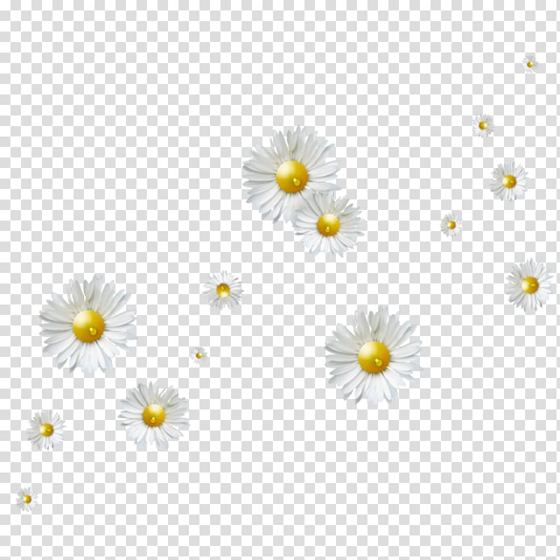 Flower , White Chrysanthemum floating material transparent background PNG clipart