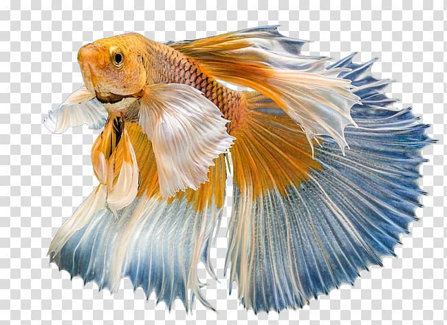 Goldfish Graphic design, Yellow fish transparent background PNG clipart