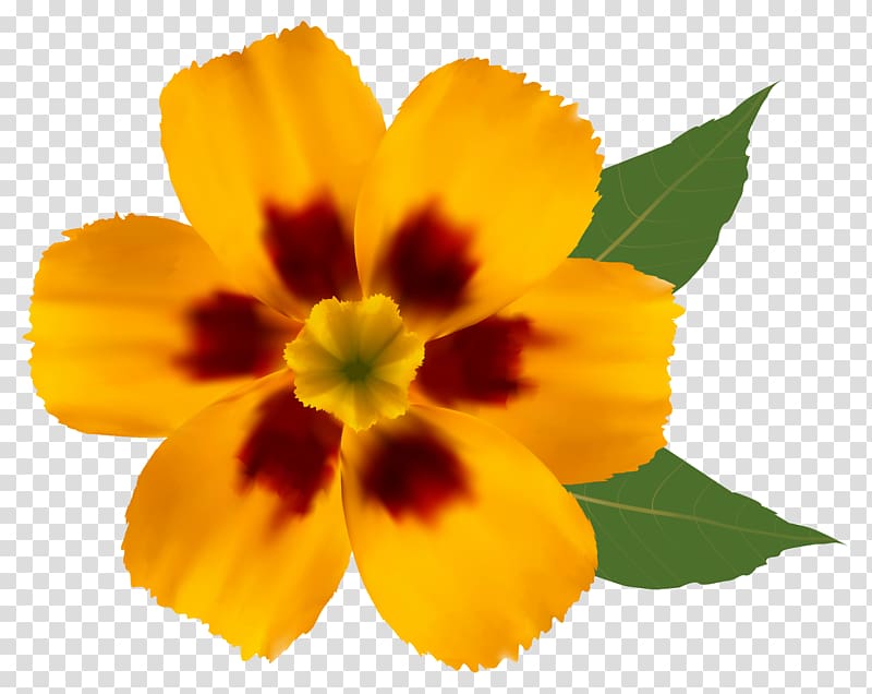 yellow and red flower , Pink flowers Yellow , Yellow Flower transparent background PNG clipart