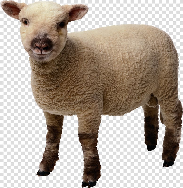 Sheep Desktop , Oveja transparent background PNG clipart