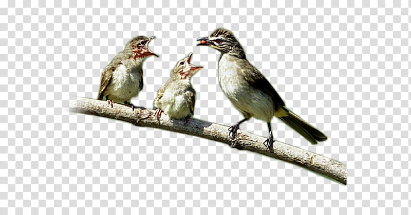 Finch House Sparrow Bird American Sparrows, sparrow transparent background PNG clipart