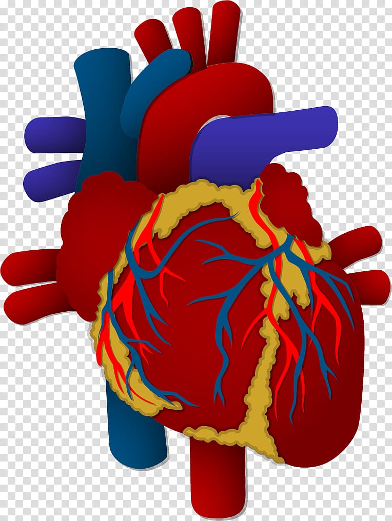 Heart Organ Human body, Heart elements transparent background PNG clipart