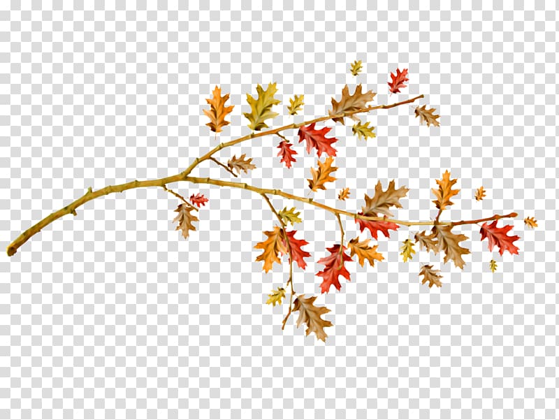 Autumn First day of school Portable Network Graphics, autumn tree branch transparent background PNG clipart