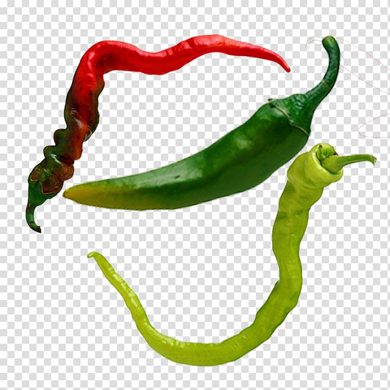 Serrano pepper Birds eye chili Tabasco pepper Cayenne pepper Facing heaven pepper, Sichuan pepper chili chili pepper chili peppers transparent background PNG clipart