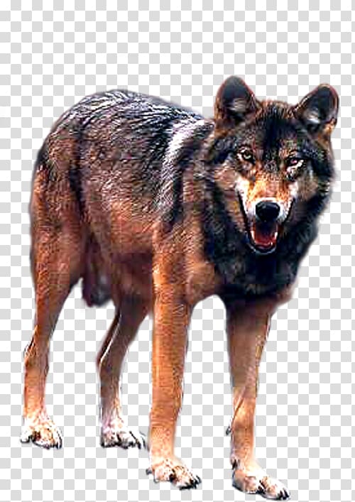 Kunming wolfdog Coyote Canidae Dhole, others transparent background PNG clipart