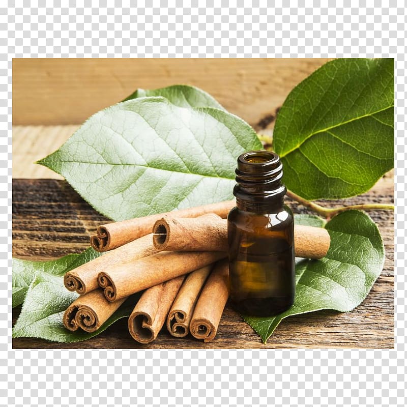 Distillation Cinnamon leaf oil Essential oil, oil transparent background PNG clipart