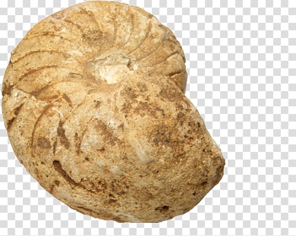 Fossil Rock Seashell Sea snail, Conch Stone transparent background PNG clipart