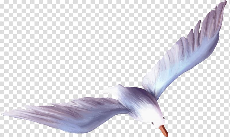 Wing Feather Purple Beak, Seagull transparent background PNG clipart