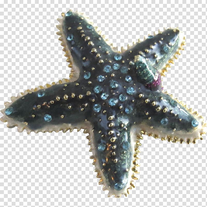 Starfish Marine invertebrates Echinoderm Coral, starfish transparent background PNG clipart