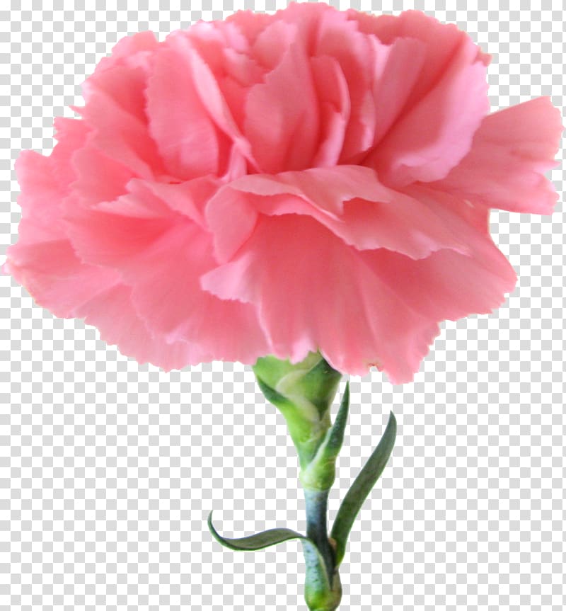 Carnation Pink flowers Birth flower, CARNATION transparent background PNG clipart