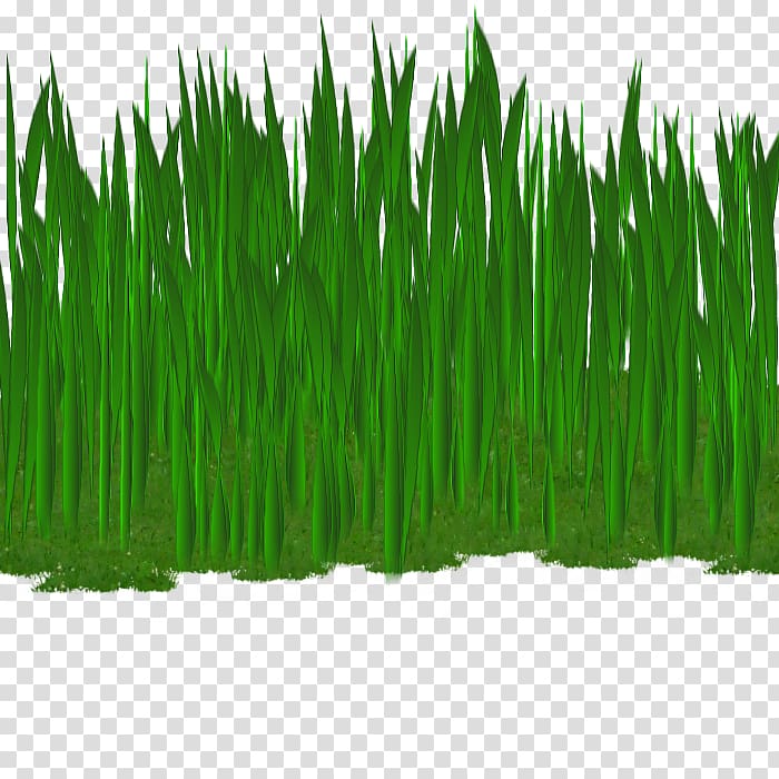 Wheatgrass Commodity Plant stem, pasto transparent background PNG clipart