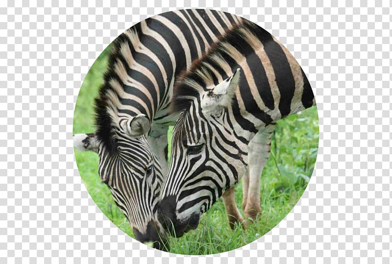 Quagga Fauna Grassland Zebra Wildlife, African fashion transparent background PNG clipart