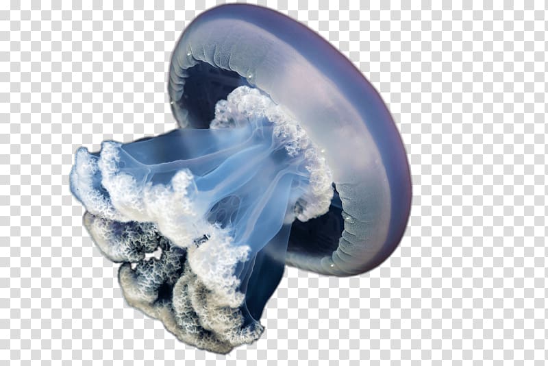 Blue jellyfish Rhizostoma pulmo Lion\'s mane jellyfish, jellyfish transparent background PNG clipart