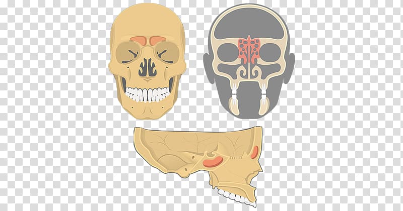 Skull Maxilla Ethmoid bone Ethmoid sinus Paranasal sinuses, skull transparent background PNG clipart