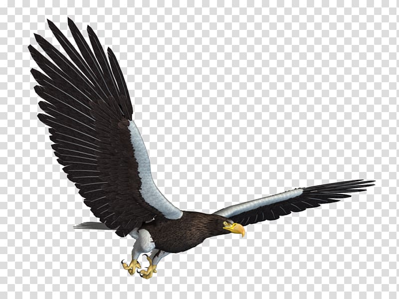 Bald Eagle Bird Flight, Sea Background transparent background PNG clipart