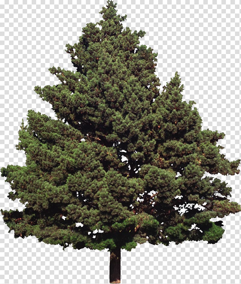 Fir Tree Conifers Evergreen Pine, shrubs transparent background PNG clipart