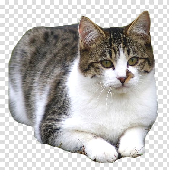 American Shorthair European shorthair American Wirehair Aegean cat Manx cat, sphinx transparent background PNG clipart