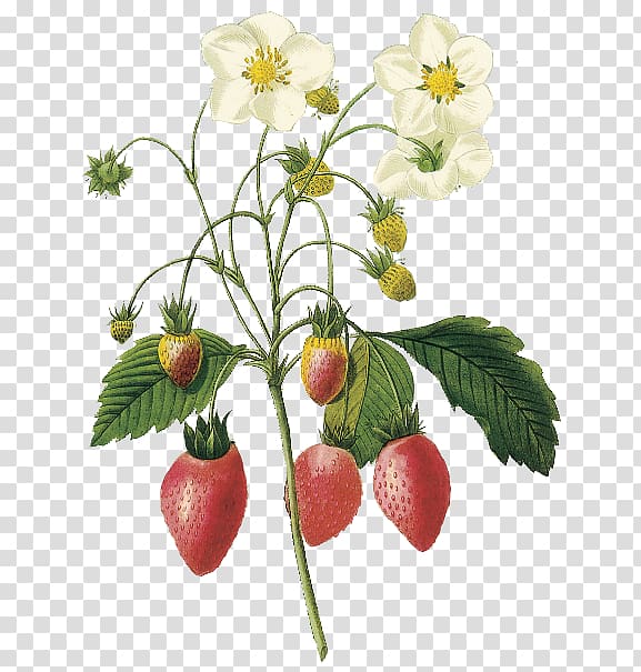 Virginia strawberry Choix des plus belles fleurs Botanical illustration Botany, strawberry transparent background PNG clipart