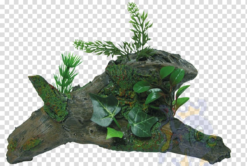 Tree Aquarium, tree transparent background PNG clipart