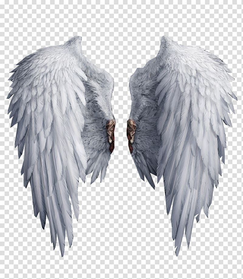 white wings illustration, , White Wings transparent background PNG clipart