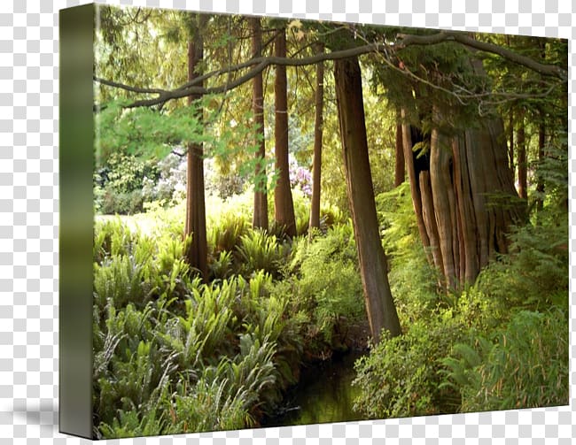 Stanley Park Temperate broadleaf and mixed forest Woodland Vegetation, forest transparent background PNG clipart
