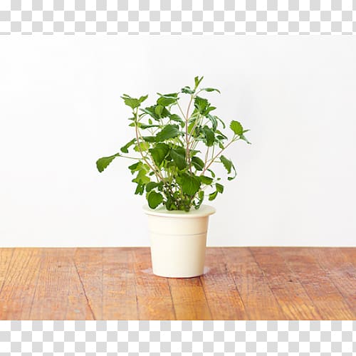 Hyssop Herb Catnip Click & Grow Flowerpot, Catnip transparent background PNG clipart