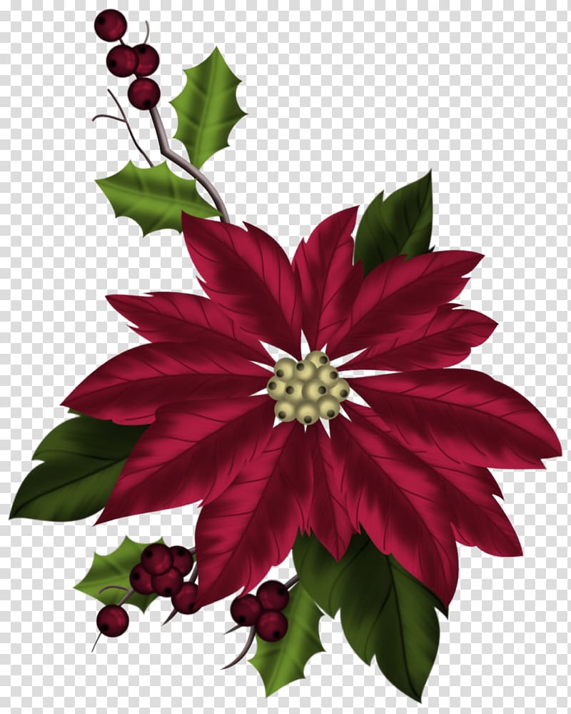 Poinsettia Christmas Flower Plant Epworth United Methodist Church, christmas transparent background PNG clipart